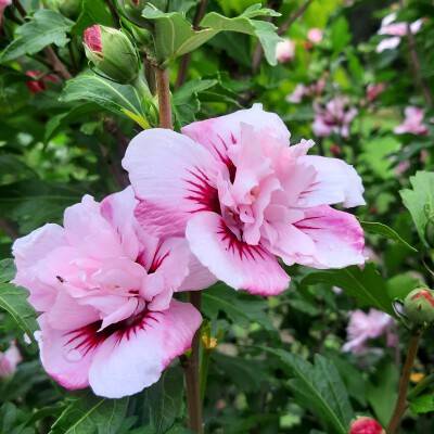Hibiscus syriacus 'Lady Stanley' (3)